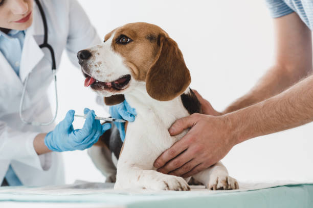 vaccines for dogs